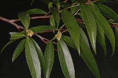 Vaccinium neilgherrense